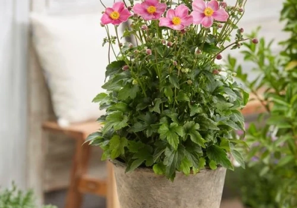 Anemone hybrida Fantasy Jasmine