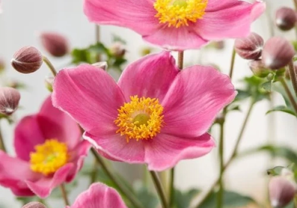 Anemone hybrida Fantasy Jasmine
