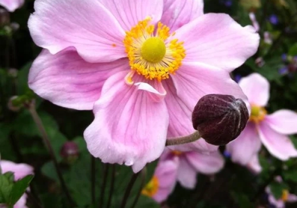 Anemone hybrida Charlotte Single
