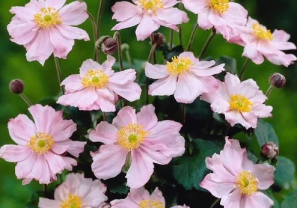 Anemone hybrida Koningin Charlotte