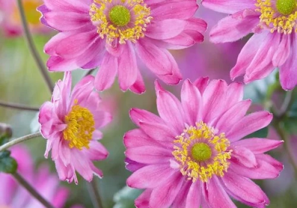 Anemone hybrida Pamina