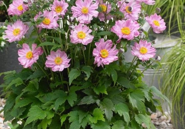 Anemone hybrida Fantasy Pocahontas