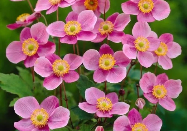 Anemone hupehensis Praecox
