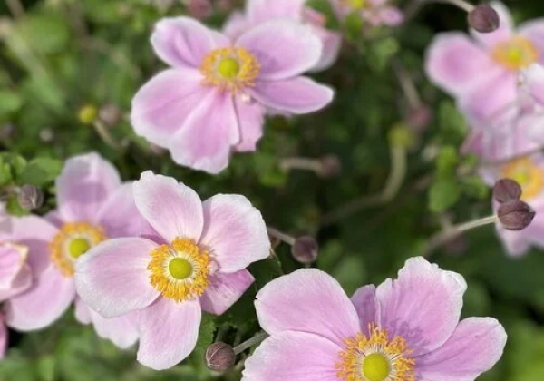 Anemone tomentosa  Royal Blush