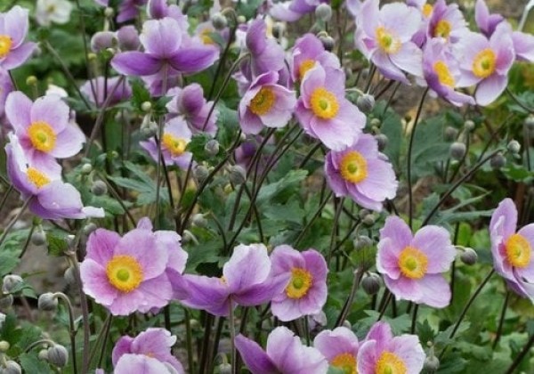 Anemone hybrida Regal Swan
