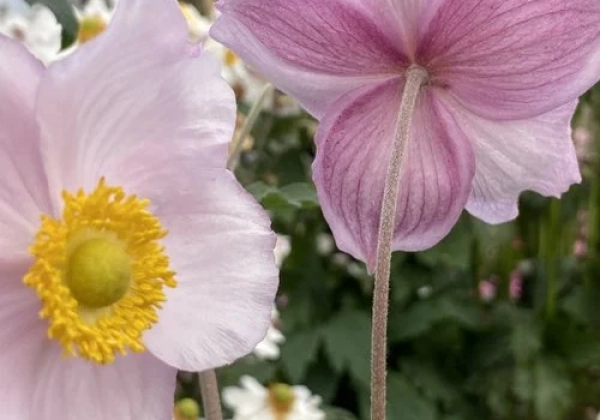 Anemone tomentosa  Robustissima