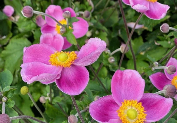 Anemone tomentosa  Royal Pink