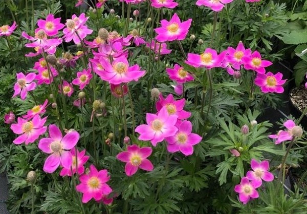 Anemone hybrida Spring Beauty Pink