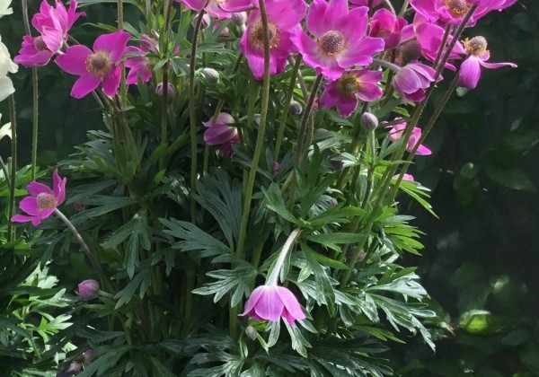 Anemone hybrida Spring Beauty Pink