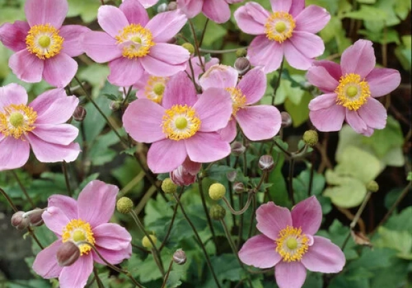 Anemone hybrida September Charm