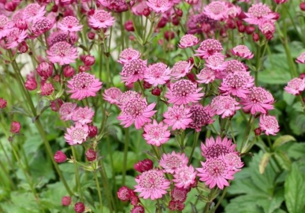 Astrantia Cerise Button