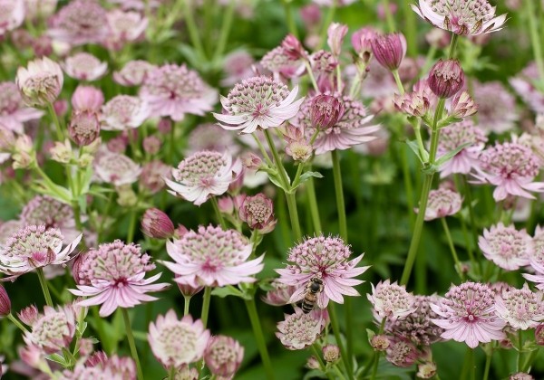 Astrantia Pink Button