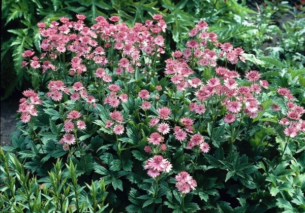 Astrantia Roma