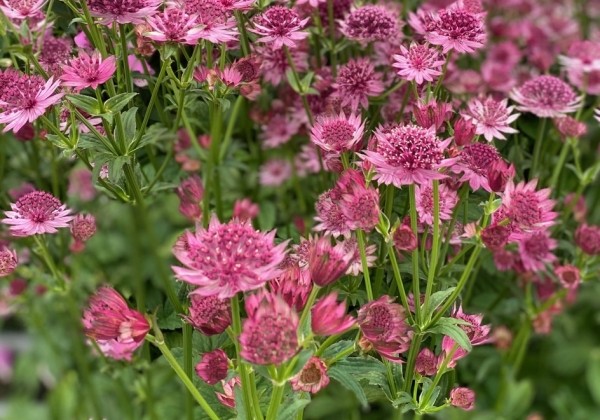 Astrantia Roma
