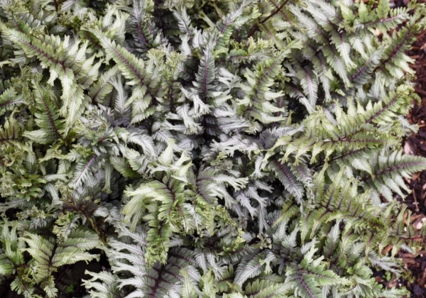 Athyrium niponicum  Crested Surf
