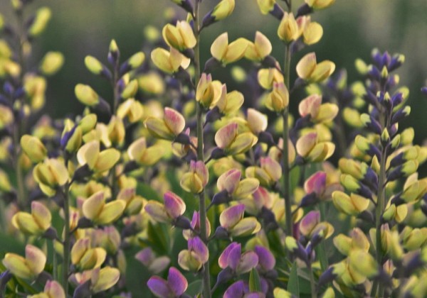 Baptisia Decadence Pink Lemonade