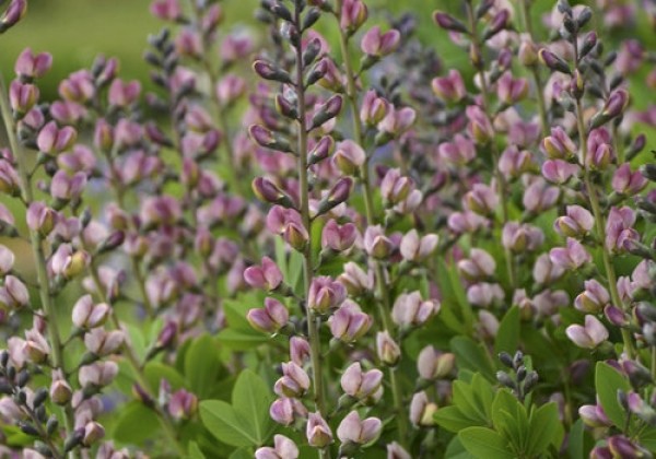 Baptisia Decadence Pink Truffles