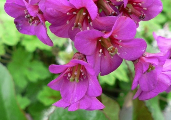 Bergenia cordifolia Abendglut