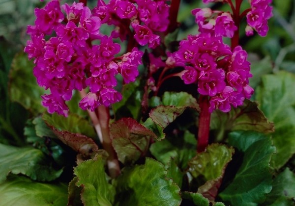 Bergenia cordifolia Abendglut