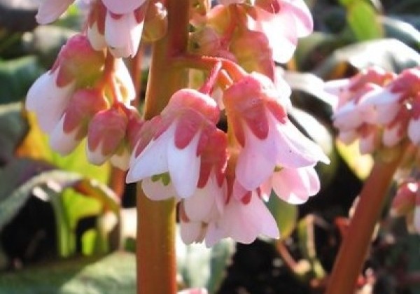 Bergenia cordifolia Baby Doll