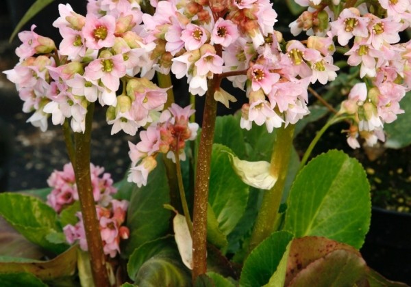 Bergenia cordifolia Baby Doll