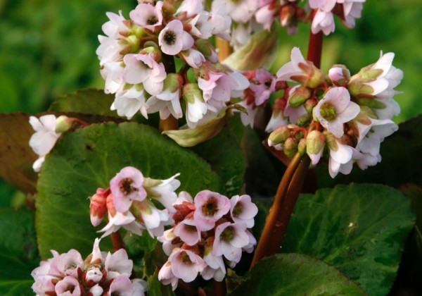 Bergenia cordifolia Baby Doll