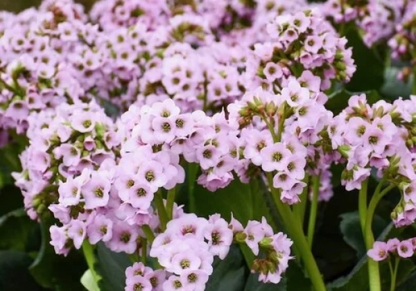 Bergenia cordifolia Fairytale Romance