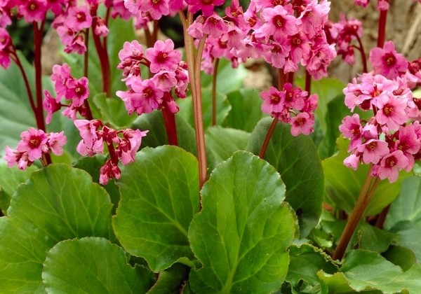 Bergenia cordifolia Morgenrote