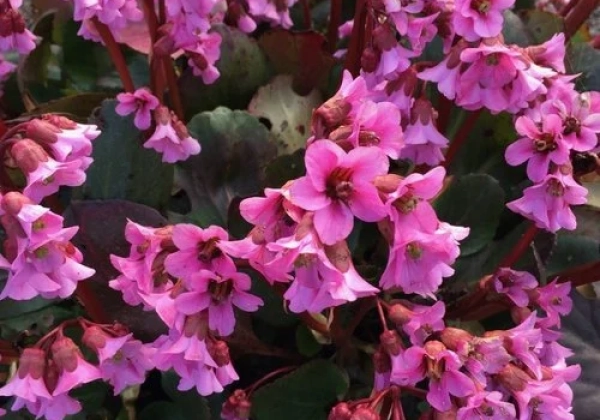 Bergenia cordifolia Rosi Klose