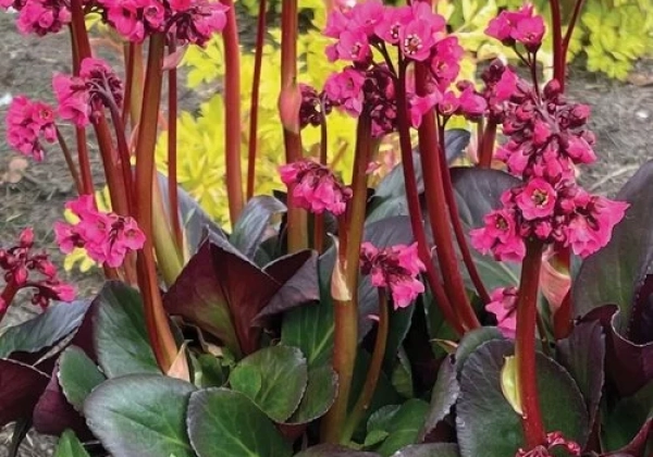 Bergenia cordifolia Vintage Rose