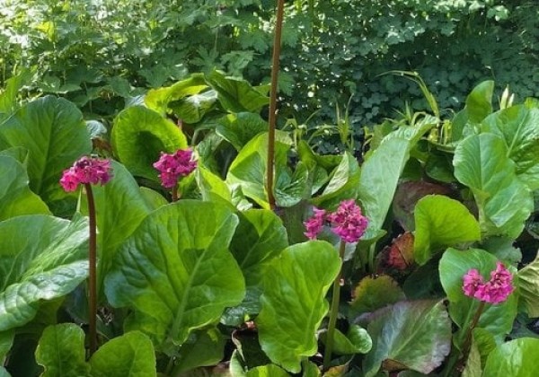 Bergenia cordifolia Winterglow - Vinterglöd