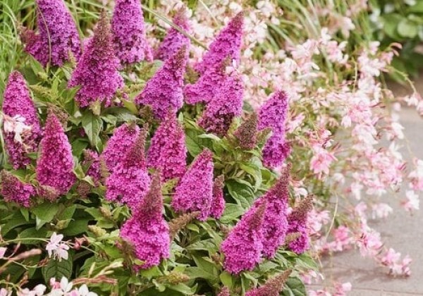 Buddleja davidii Butterfly Candy Cerise