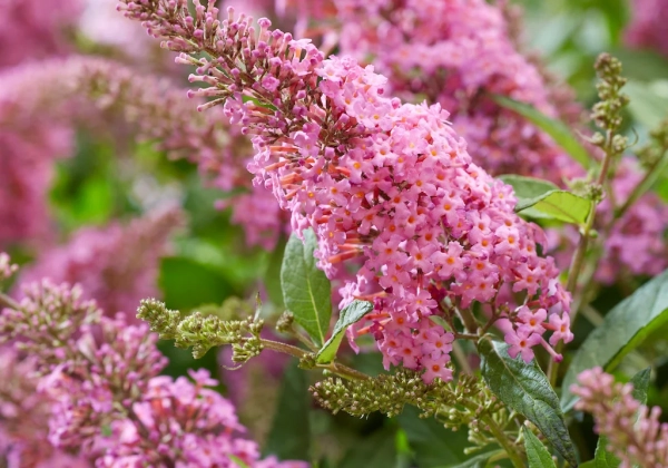 Buddleja davidii Butterfly Candy Pink