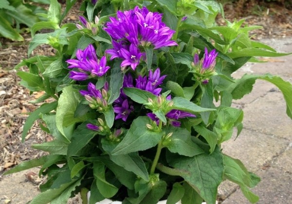 Campanula glomerata Genti Blue