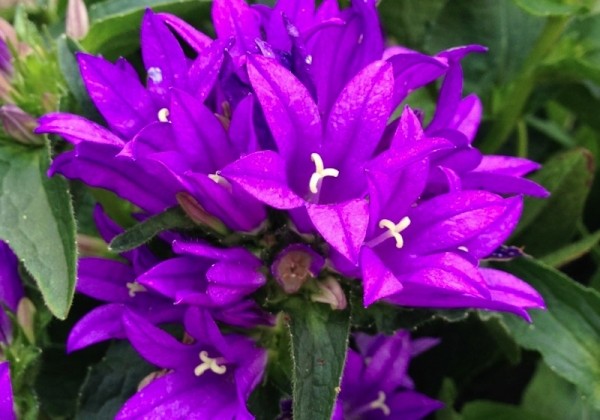 Campanula glomerata Genti Blue