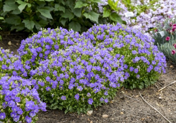 Campanula glomerata Mini Marvels™ Midnight