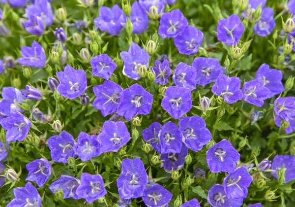 Campanula glomerata Mini Marvels™ Midnight