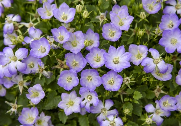 Campanula glomerata Mini Marvels™ Twilight