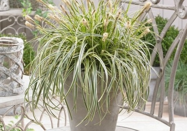 Carex hybrida Feather Falls