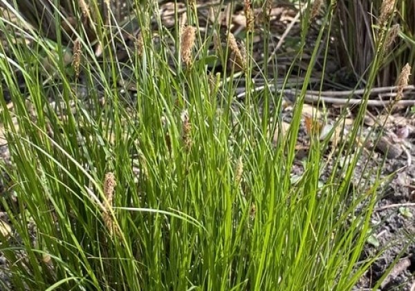 Carex Carex pensylvanica