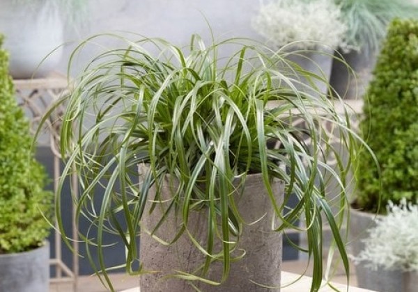 Carex hybrida Ribbon Falls