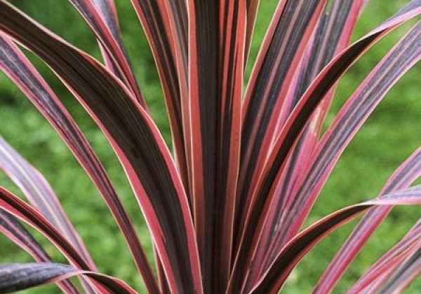 Cordyline australis Southern Splendour