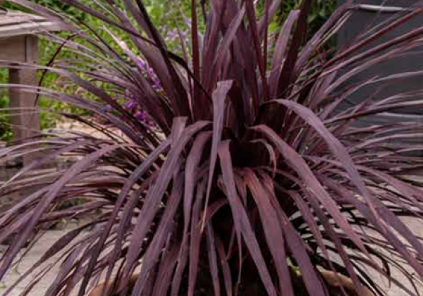 Cordyline australis Very Cherry