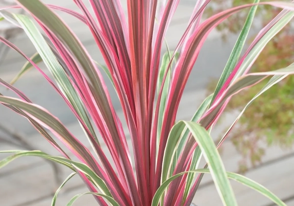 Cordyline australis Can Can