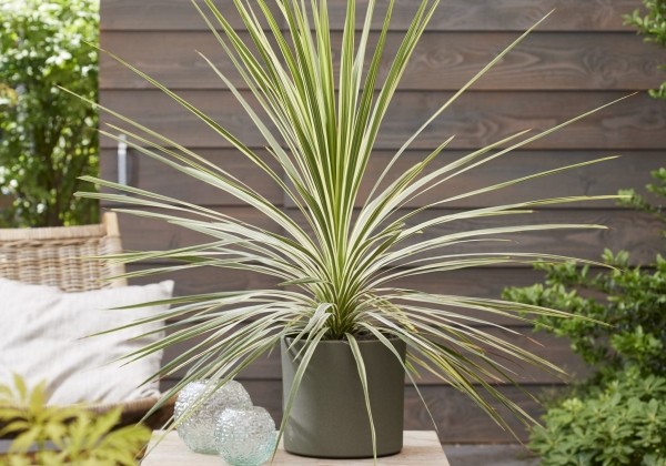 Cordyline australis Lime Passion
