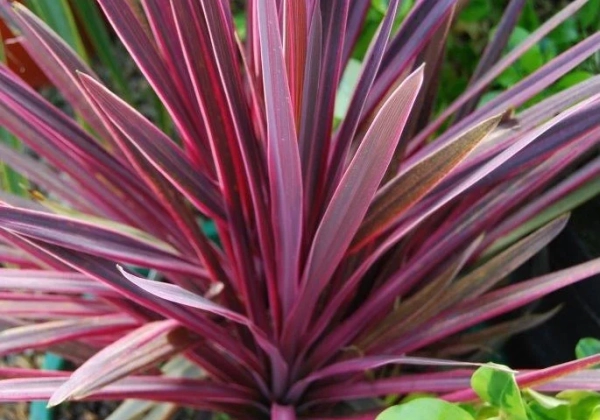 Cordyline australis Paso Doble