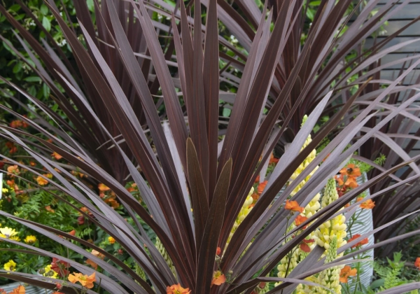 Cordyline australis Red Star