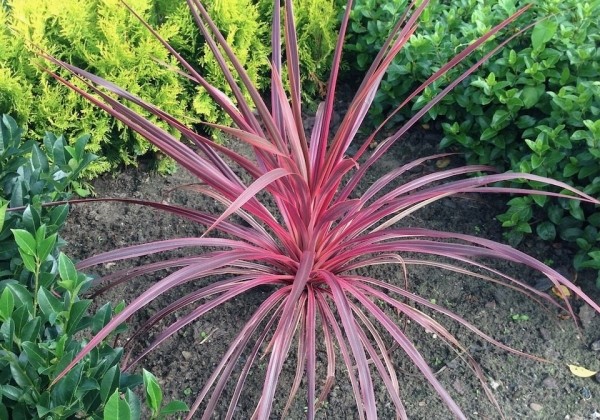 Cordyline australis Salsa