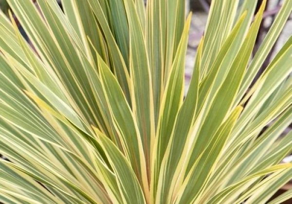 Cordyline australis Torbay Dazzler