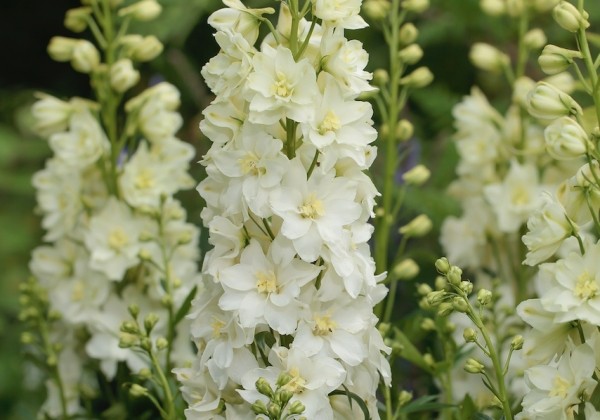 Delphinium cultorum Delgenius ™ Neva